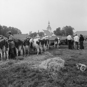 Hopsten: Landwirtschaftsschau auf Schmiemanns Wiese, im Hintergrund die St. Georg-Kirche