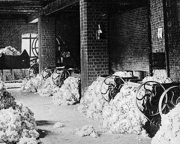 Baumwolle in der Entkernungsanstalt