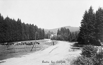 Landstraße durch einen Tannenwald bei Littfeld