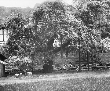 Alter Weißdornbaum im Garten der Ressource, ca. 1913.