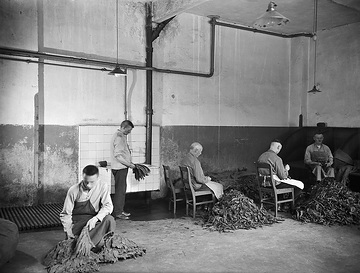 Zigarrenfabrik Rotmann: Sortieren der Tabakblätter