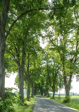 Naturdenkmal Ulenburger Allee, Löhne - 3 Kilometer lange Verbindungsachse zwischen Schloss Ulenburg und Haus Beck (ehemaliger Rittersitz), besetzt mit zahlreichen 80-200 Jahre alten Bäumen.