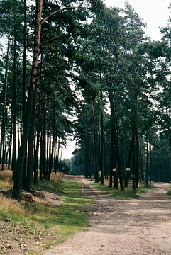 Waldweg bei Brackwede