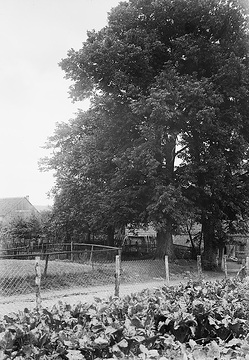 Dorflinde in Alhausen, Geburtsort des Dichters F. W. Weber