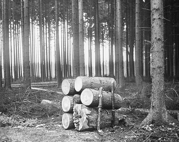 Holzeinschlag in einem Fichtenhochwald des Wesergebirges