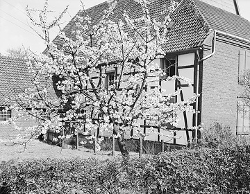 Blühender Kirschbaum auf einem Bauernhof in Oberaden