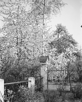 Blühende Kirschbäume an der Dortmunder Straße