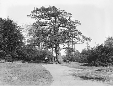 "Viermärkerbaum" in Ende, Grenzpunkt der 4 Marken Ende, Kirchhörde, Bittermark und Reichsmark