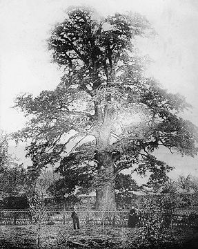 Eiche im Garten des Hauses Harkorten um 1900 (1921 abgebrannt)
