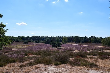 Westruper Heide, Naturschutzgebiet in Haltern am See zwischen dem Halterner Stausee und dem namensgebenden Ortsteil Westrup