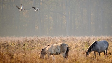 Konikpferde und Graugänse in der Davert, einem Naturschutzgebiet zwischen Münster und Senden
