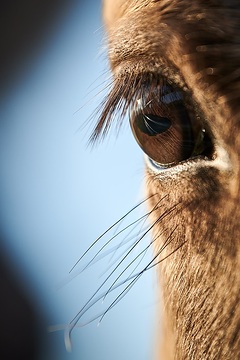 Blick in die Augen eines Konikpferdes in der Davert, einem Naturschutzgebiet zwischen Münster und Senden