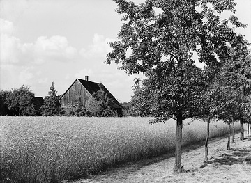 Kornfeld und Obstbaumreihe mit Blick auf einen Kotten
