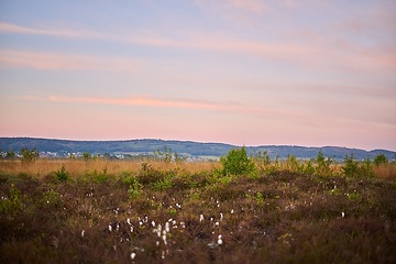 Wollgras im Naturschutzgebiet Großes Torfmoor, einem Hochmoor auf dem Gebiet der Gemeinden Hille und Lübbecke
