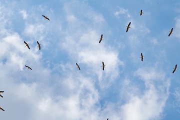 Arbeitsgemeinschaft Biologischer Umweltschutz im Kreis Soest bei der Beobachtung von Greifvögeln in der Hellwegbörde: Störche am Himmel