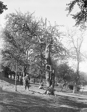 250 Jahre alter Birnbaum in Kirchende