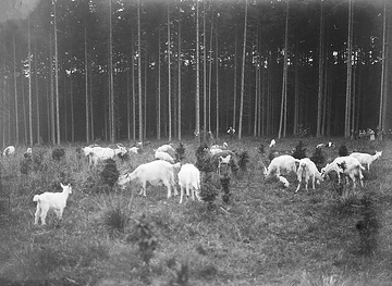 Grasende Ziegenherde auf einer Waldlichtung