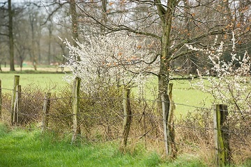 Ladbergen: Wallhecken, Flurhecke mit Schwarzdorn (Prunus spinosa), gemeinhin als Schlehe bekannt, im Naturschutzgebiet „In den Hiärken“.