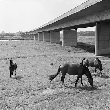 Pferde vor der Weserbrücke bei Petershagen