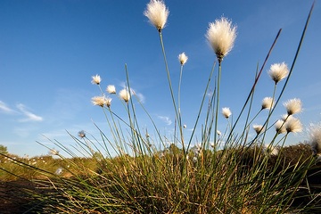 Recker Moor: Fruchtendes Wollgras prägt das Erscheinungsbild der Moorflächen im Frühjahr.