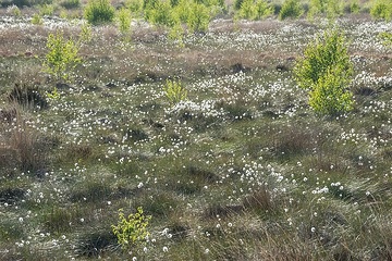 Recker Moor: Moorlandschaft mit fruchtendem Wollgras und Moorbirken