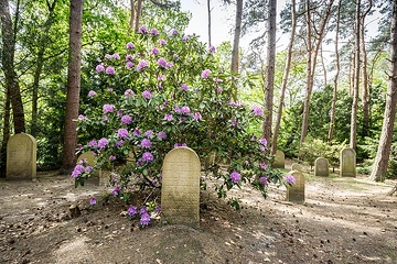 Westerkappeln, Jüdischer Friedhof: In der Frühlingssonne und mit prächtiger Rhododendron-Blüte wirkt der Blick vom kleinen Hügel des Friedhofs friedlich und versöhnlich.