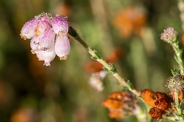 Wettringen, Naturschutzgebiet-Schnippenpohl: Blütenstand der Glockenheide