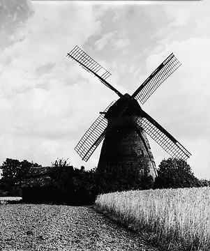 Windmühle mit Kornfeld