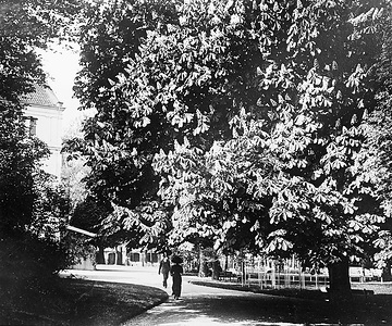 Blühende Kastanie im Kurpark des Arminiusbades, um 1910?