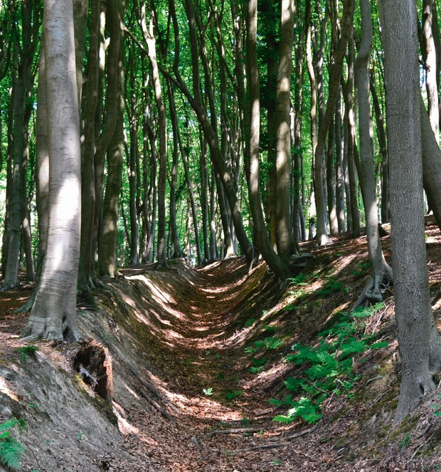Ein Hohlweg auf dem Buchcover des Wanderführers von Ulrike Steinkrüger (Foto: U. Steinkrüger). Ein Hohlweg auf dem Buchcover des Wanderführers von Ulrike Steinkrüger (Foto: U. Steinkrüger).