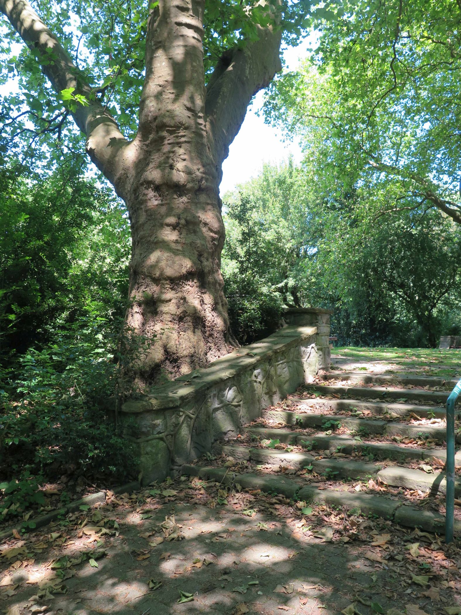 Alte Platane mit Treppenanlage auf dem Simonsberg. <br>Foto: LWL/Christof Baier