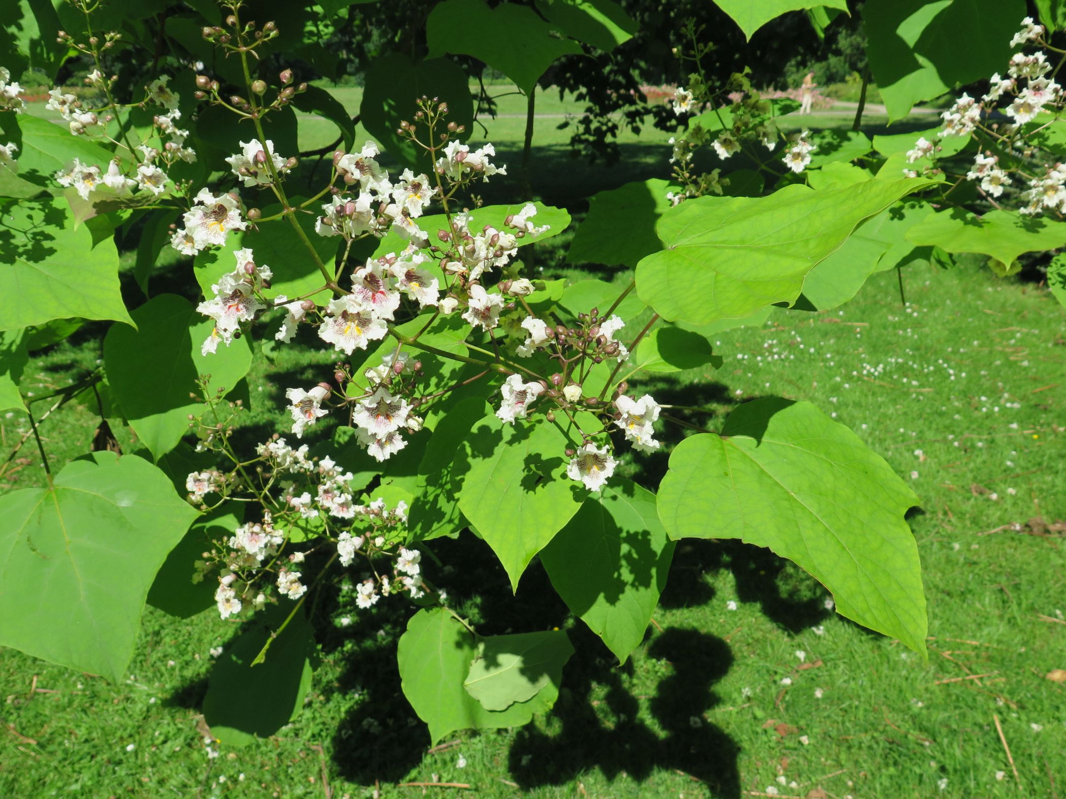 Blüten des um 1900 im Rosengarten gepflanzten Trompetenbaums.<br>Foto: LWL/Christof Baier