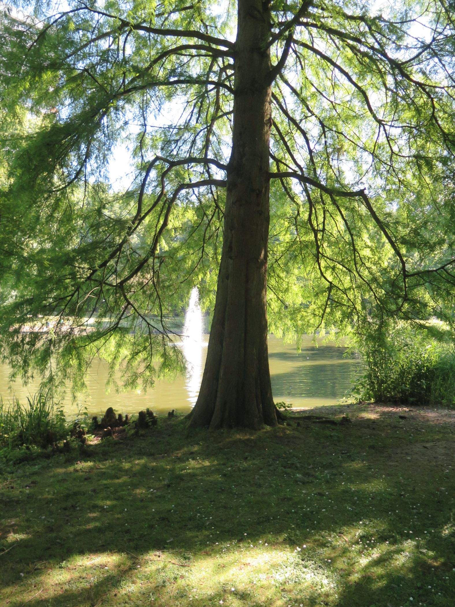 Sumpfzypresse am Großen Teich mit knieförmigen Luftwurzeln.<br>Foto: LWL/Christof Baier