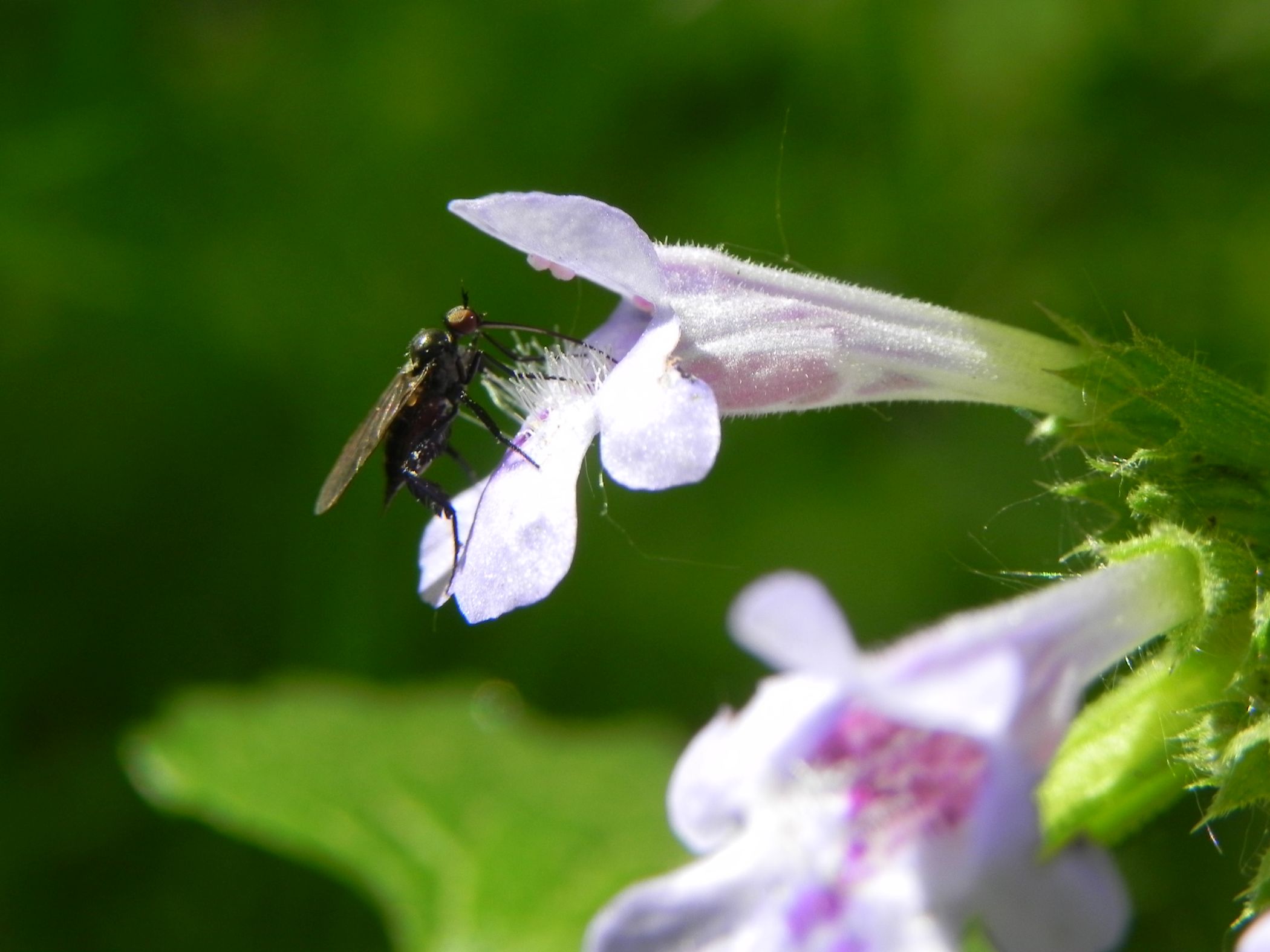 Blühender Gundermann mit Insektenbesuch. Auf der Halde Zollern gibt es vor allem im Frühling viel zu entdecken.<br>Foto: Wolfgang Kienast