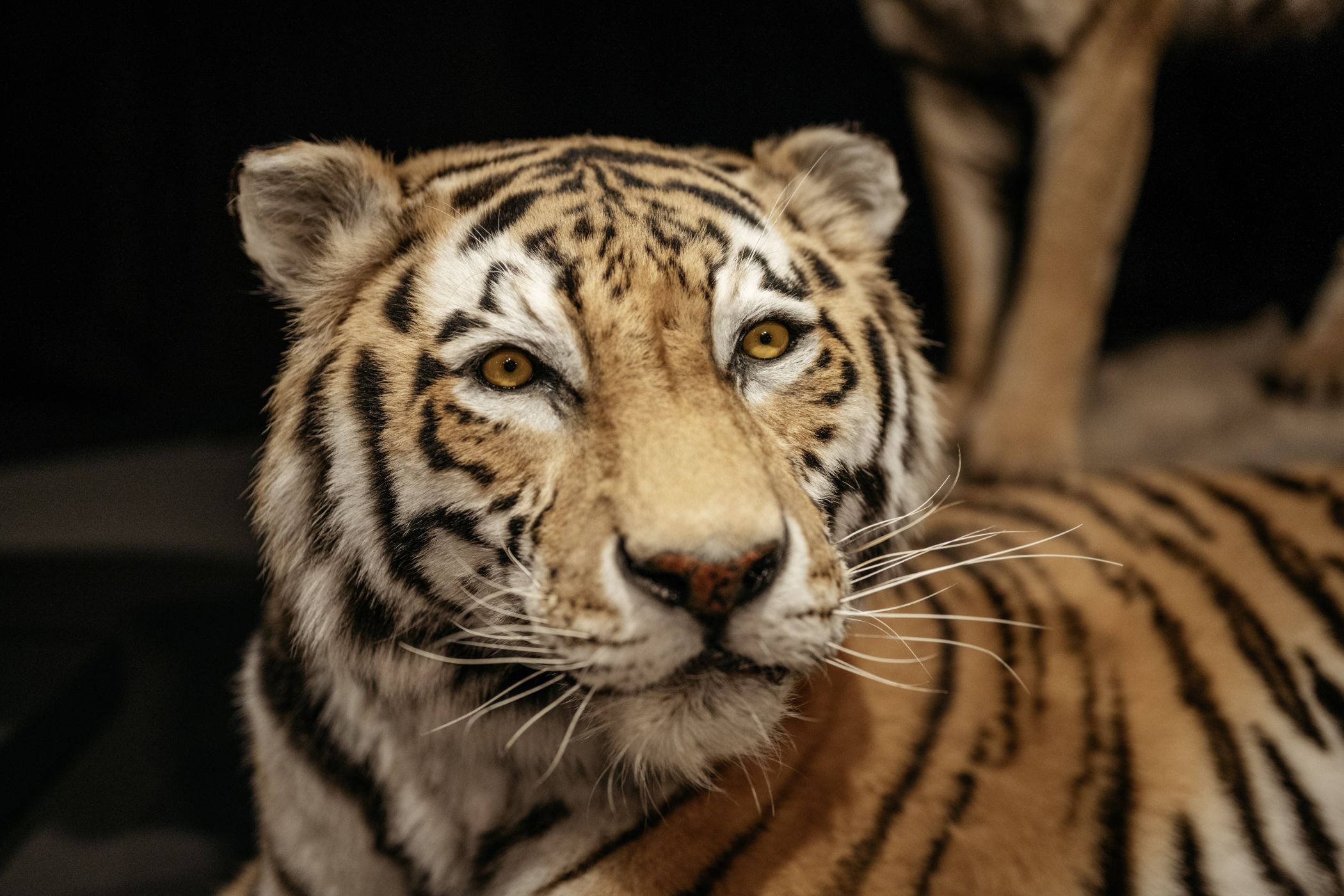 Auch am Pfingstmontag können die Tiger in der Gene-Ausstellung betrachtet werden. Das LWL-Museum für Naturkunde hat für seine Gäste geöffnet.<br>Foto: LWL/Steinweg