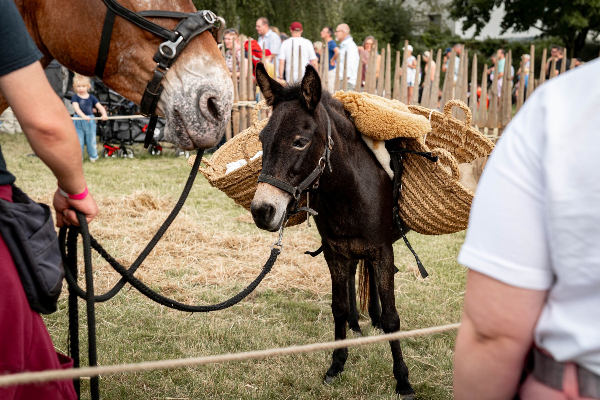 Echte Maultiere warten auf Streicheleinheiten der Besuchenden.<br>Foto: LWL/D. Stock