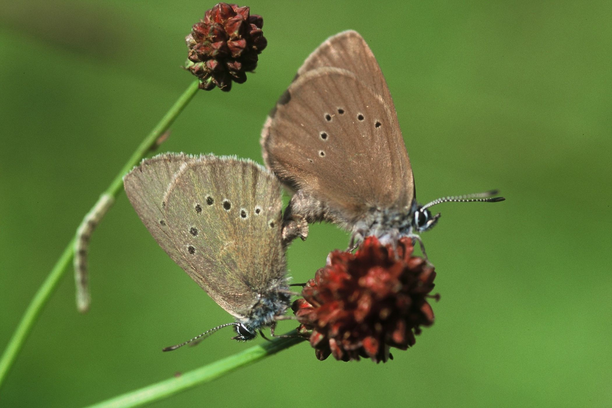 Ameisenbläulinge sind in ihrem Lebensraum auf die Wirtspflanze Großer Wiesenknopf und Ameisen angewiesen, in deren Nestern die Raupen der Bläulinge groß werden.<br>Foto: Peter Fasel