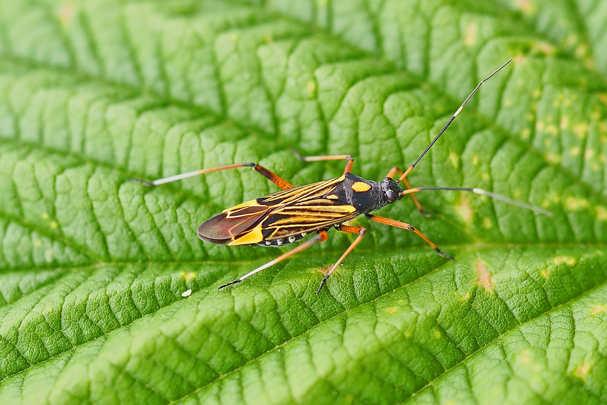 Spuren von Prachtwanzen und anderen Insekten geht es bei der Exkursion der Artenakademie.<br>Foto: (C)Claus-Peter Troch