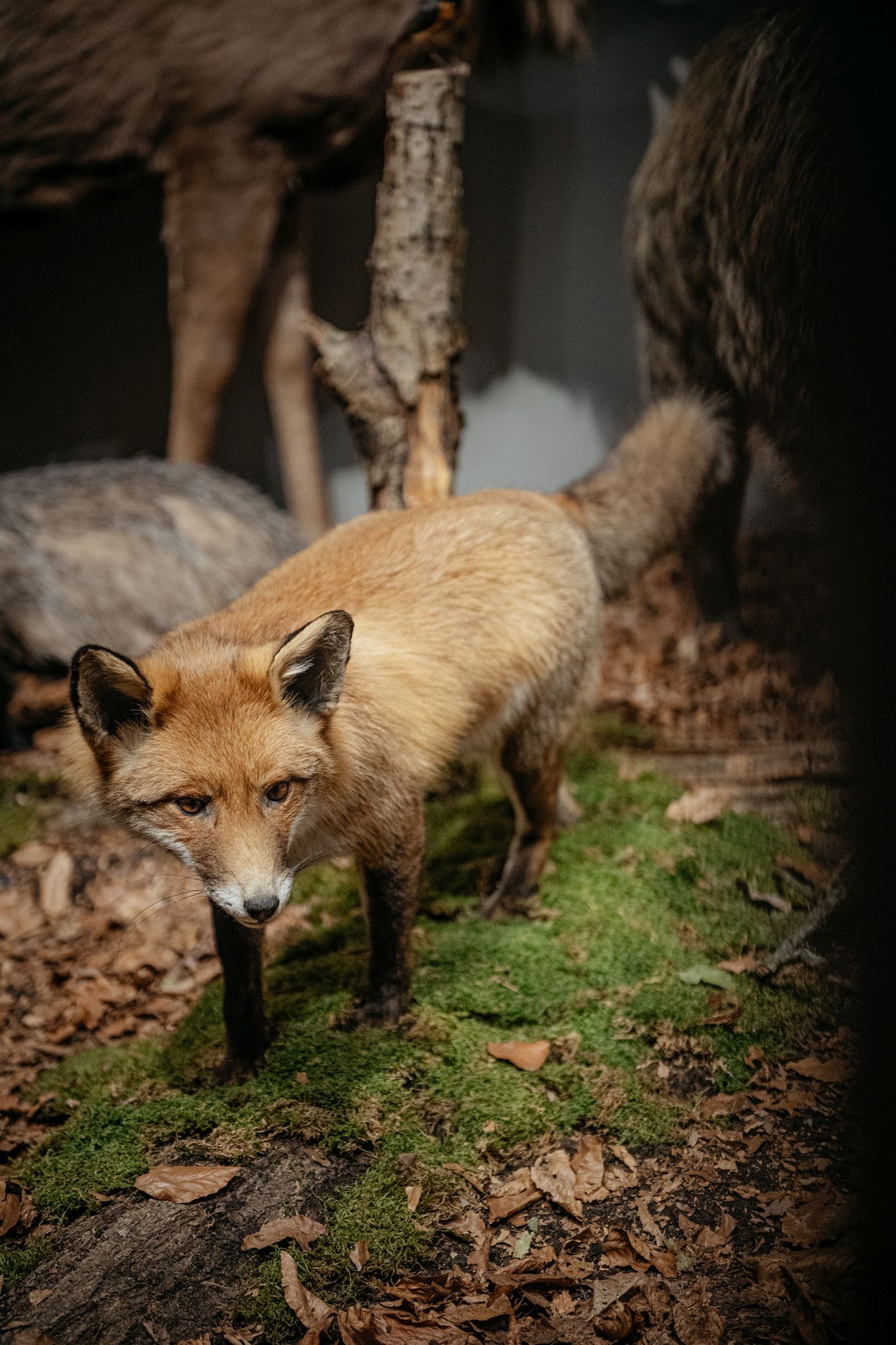 Im Anschluss an den Vortrag finden Führungen durch die Sonderausstellung "Alleskönner Wald" statt. Ab 21 Uhr können die Gäste das ganze Museum in eigenem Tempo erkunden.<br>Foto: LWL/Steinweg