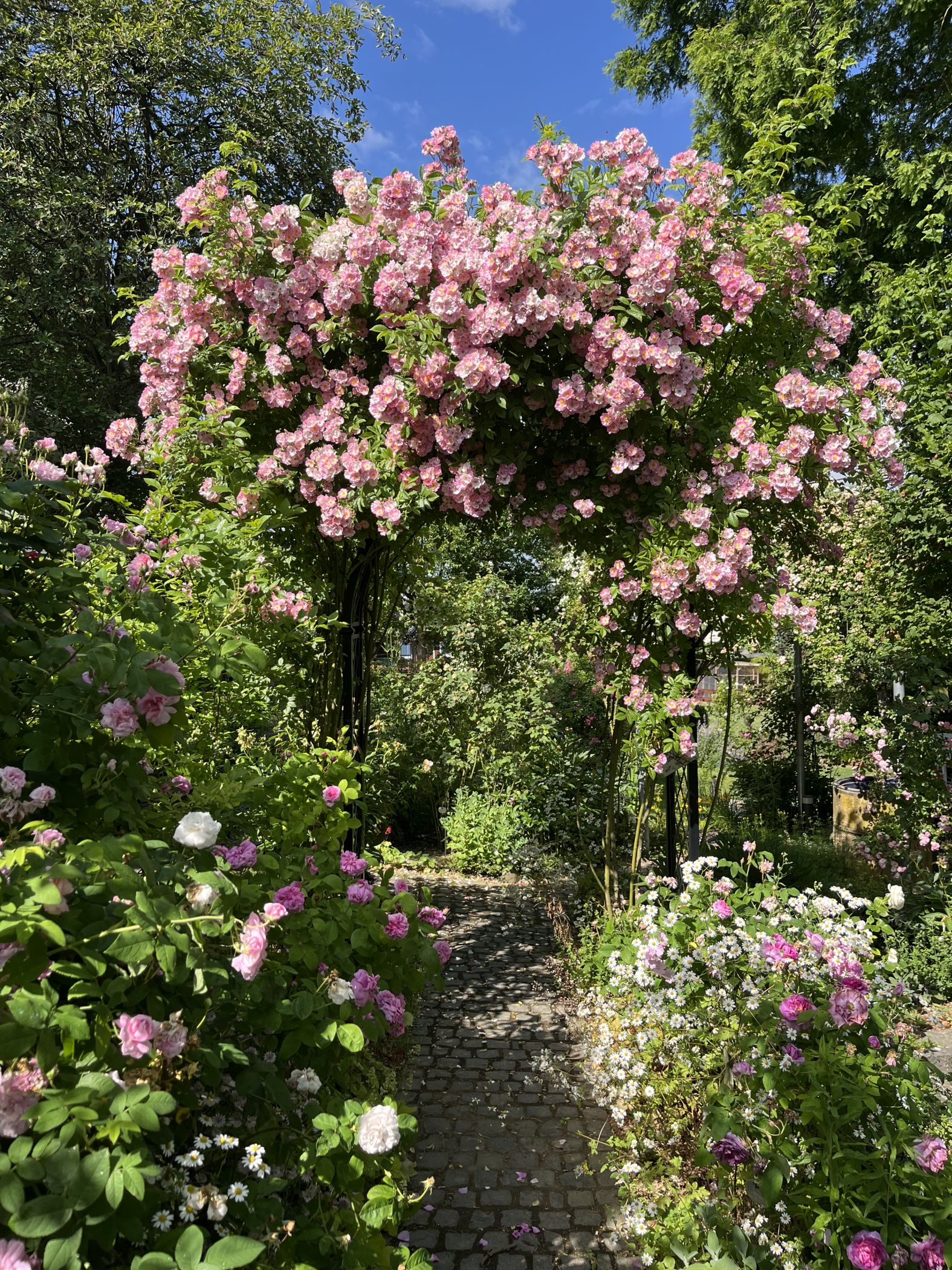 Rosengarten Bolz, Bestwig-Velmede<br>Foto: Helmut Bolz