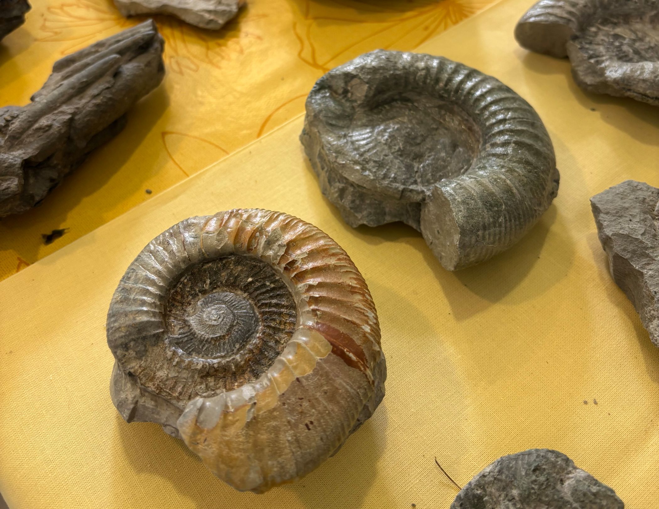 Die jungen Forschenden geben Einblicke in ihre aktuelle Forschungsarbeit zu Fressfeinden der Ammoniten und Nautiliden.<br>Foto: LWL/Uffmann