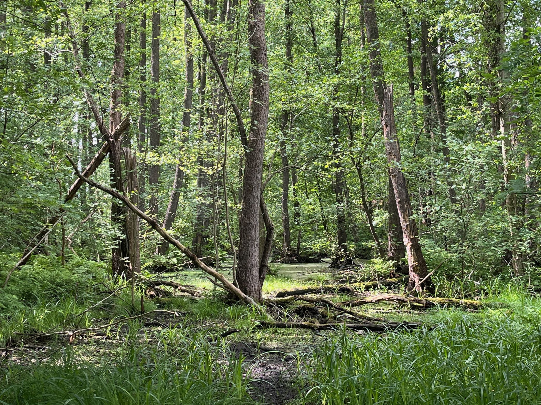 Die Gehölzflora des Naturschutzgebiet Am Bagno-Buchenberg können Interessierte mit der Artenakademie erkunden.<br>Foto: Felix Althoff