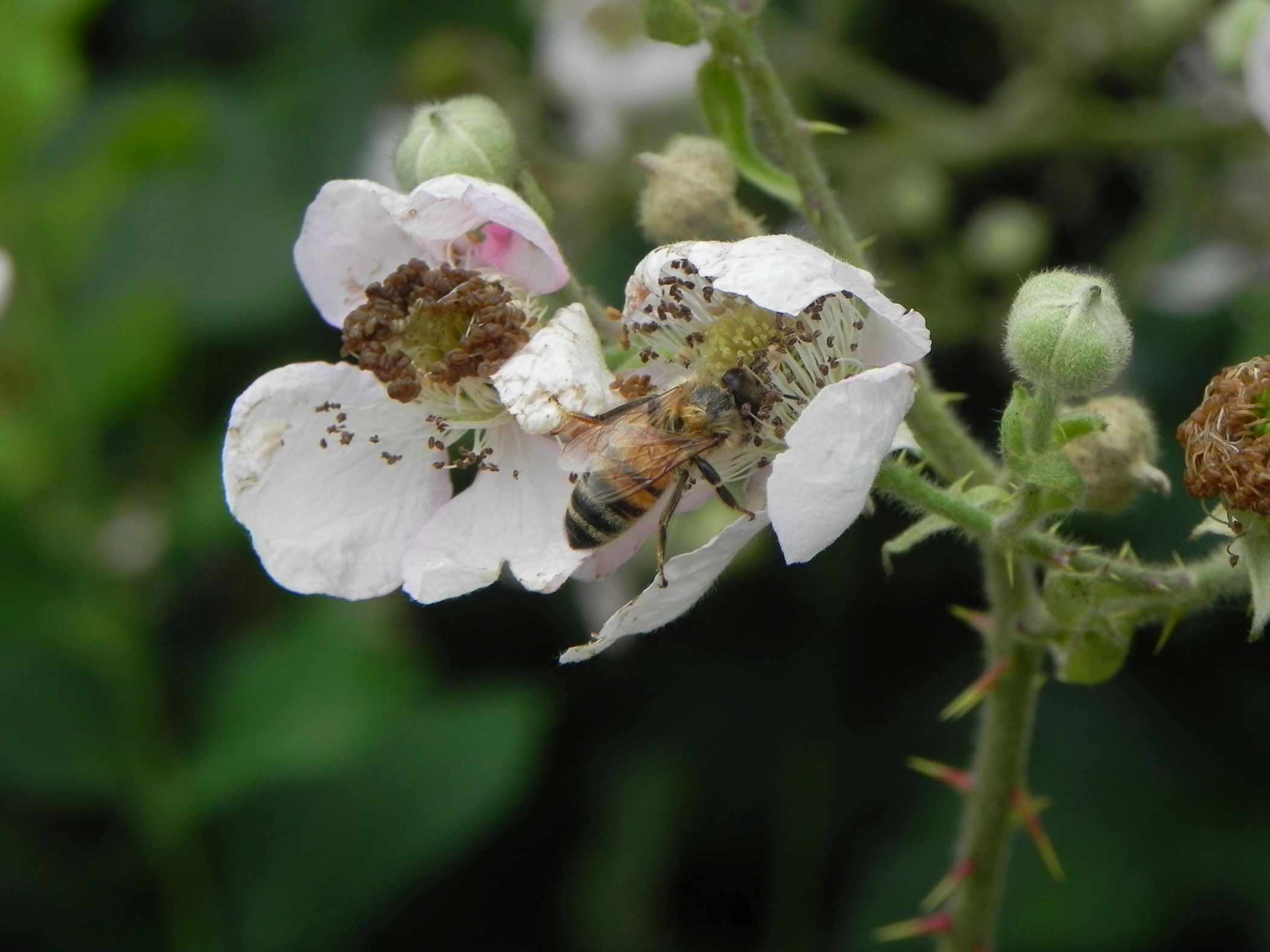Auf der Halde Zollern hat die Natur im Sommer viel zu bieten.<br>Foto: LWL/ Wolfgang Kienast
