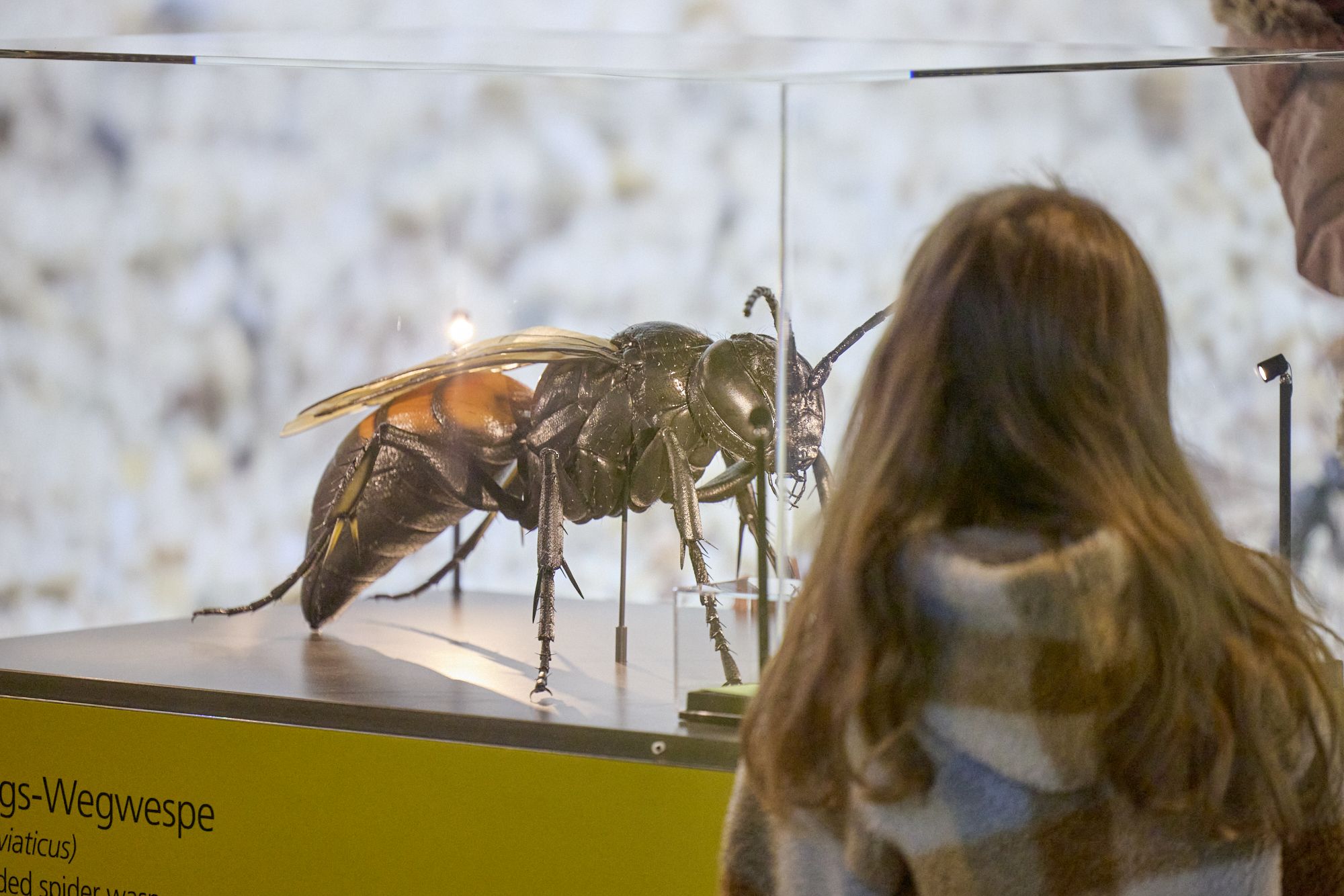 Kleine Tiere ganz groß: Neben Fotografien sind in der Ausstellung "IndustrieInsekten" auch Modelle von Insekten zu sehen.<br>Foto: LWL/ Philipp Harms