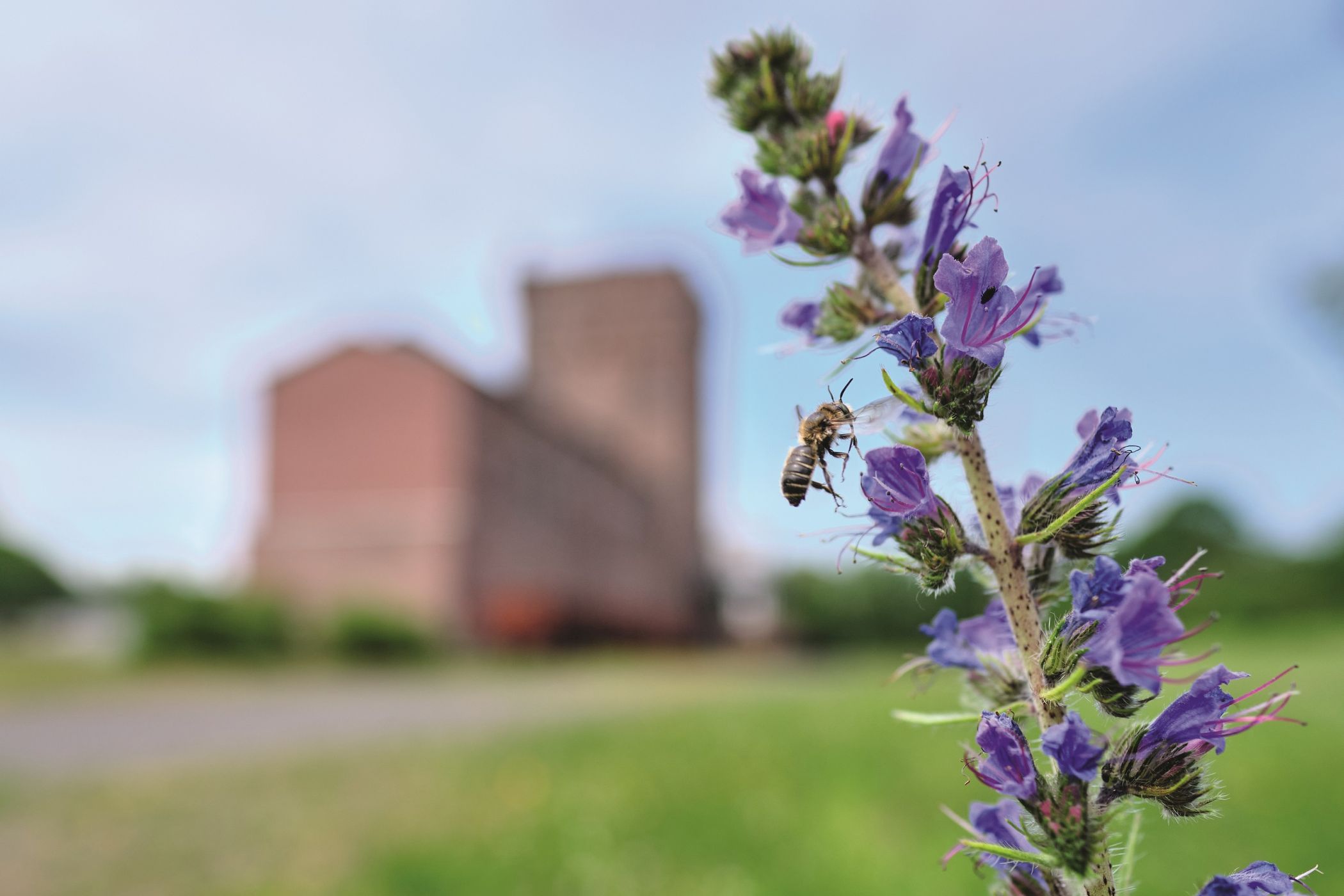 Rund um die Zeche Hannover finden Insekten wie diese Biene ideale Lebensräume.<br>Foto: LWL / Klaus Rieboldt