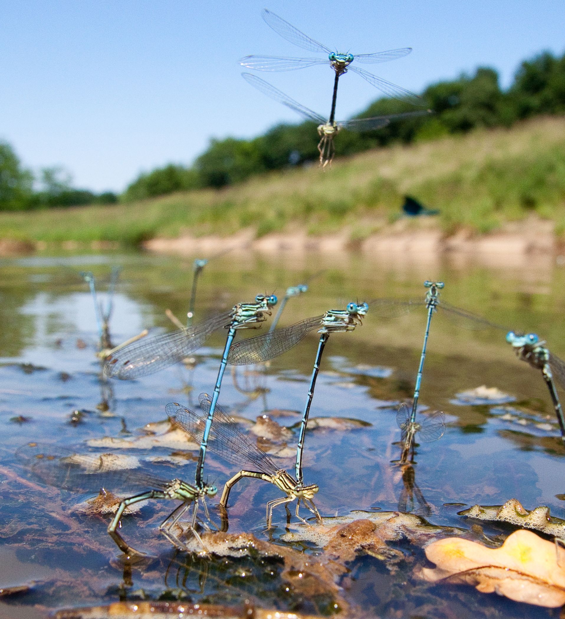 Federlibellen paaren sich in Gewässernähe und legen ihre Eier in untertauchte Pflanzenteile im Uferbereich.<br>Foto: Jan Ole Kriegs