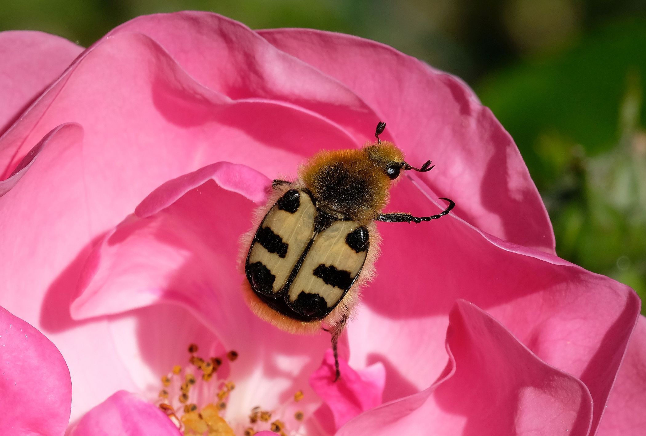 Der Gebänderte Pinselkäfer imitiert eine wehrhafte Hummel und schützt sich mit diesem Trick effektiv vor Fressfeinden.<br>Foto: Makrowilli