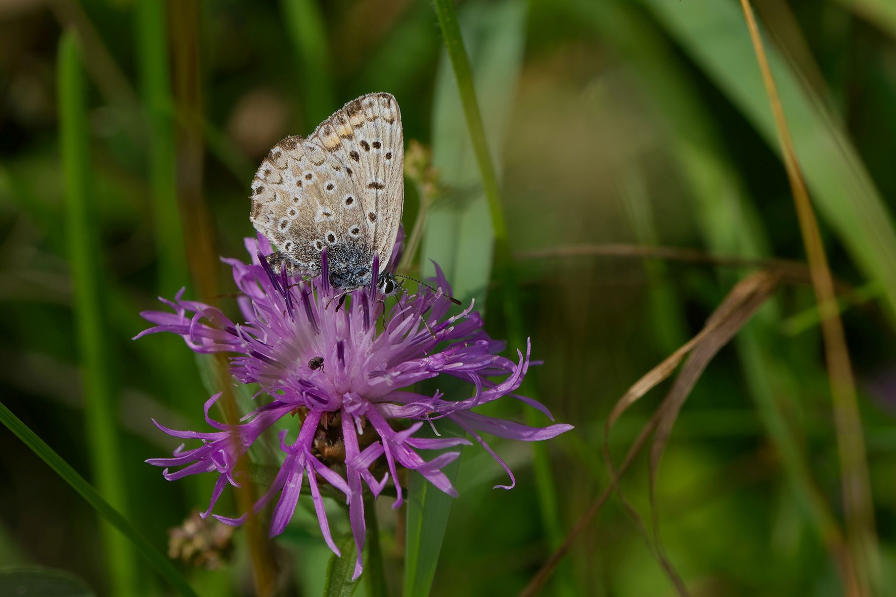 Mehr über die Flora und Fauna des Dobergs können Interessierte im Rahmen der Artenakademie lernen.<br>Foto: (C)Angelika Meister