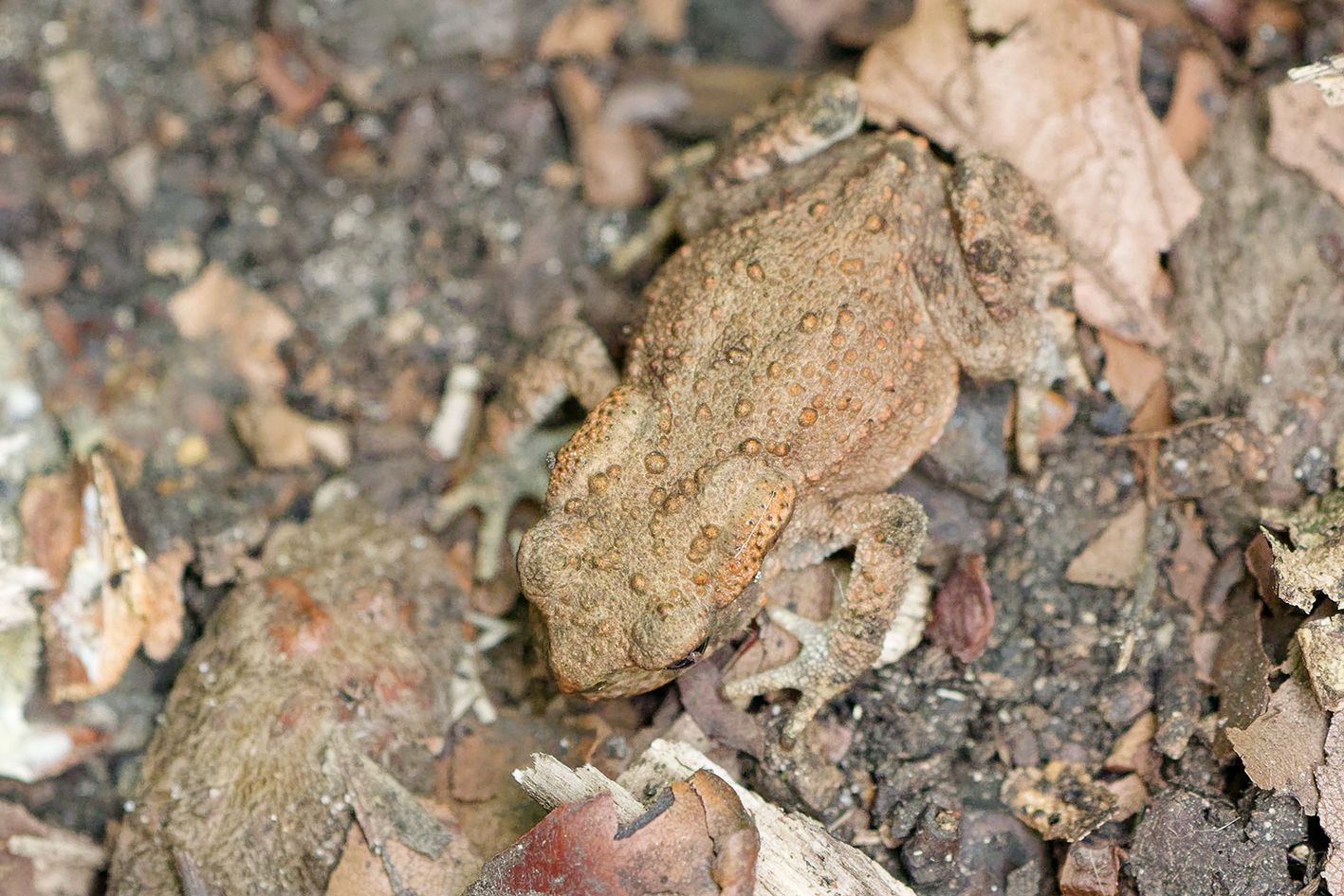 Am Doberg können im Rahmen der Artenakademie zahlreiche Tierarten beobachtet werden.<br>Foto: (C)Angelika Meister