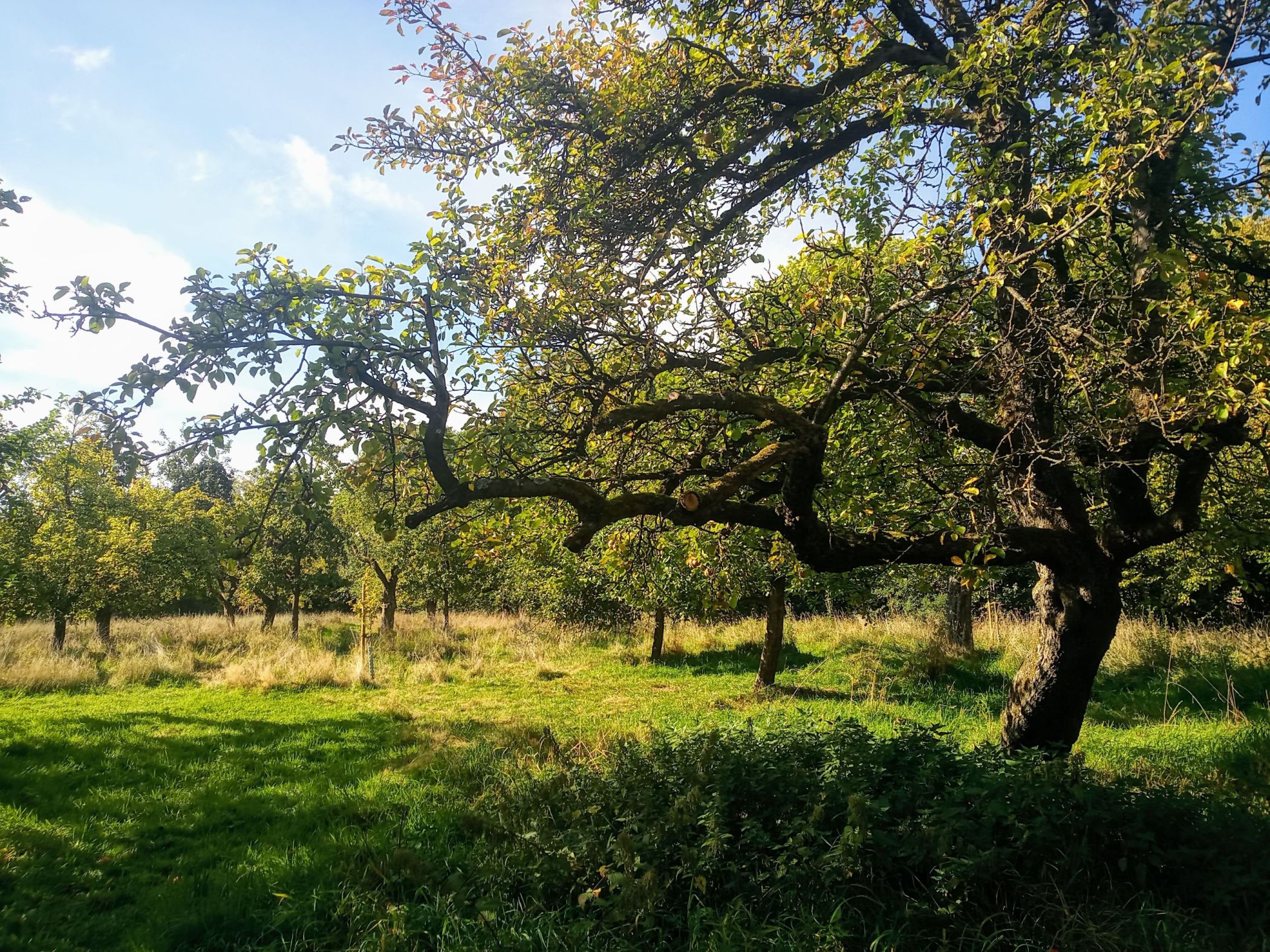 Die Bedeutung und Pflege artenreicher Streuobstwiesen im Kreis Lippe soll bekannter gemacht werden.<br>Foto: LWL/Vanessa Kowarsch